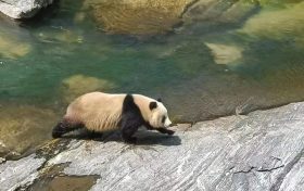漢中野生大熊貓走紅！泳姿萌翻全國網(wǎng)友！縮略圖