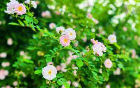 春色滿園！漢中這里的薔薇花開啦，顏值滿分快去打卡~縮略圖