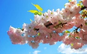 藏不住了！漢臺(tái)鮮為人知的踏青賞春好去處→縮略圖