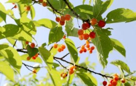 留壩櫻桃紅了！初夏的味道m(xù)in甜！縮略圖