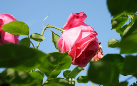 月季花開香滿園 芬芳四溢惹人醉縮略圖
