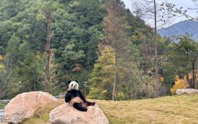 可愛(ài)暴擊！秦嶺大熊貓賣萌撒歡現(xiàn)場(chǎng)→縮略圖