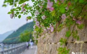 薔薇花怒放！快來打卡佛坪這些“網(wǎng)紅花墻”！縮略圖