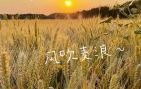 在漢臺，有一種浪漫叫風(fēng)吹麥浪！縮略圖