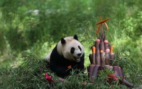 秦嶺大熊貓生日“吃席”名場(chǎng)面來(lái)啦！縮略圖