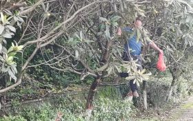 9分200元，這個(gè)枇杷值不值？縮略圖