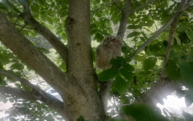一只國家二級保護動物灰林鸮獲救縮略圖