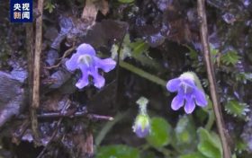 開(kāi)花啦！全國(guó)僅漢中有！縮略圖