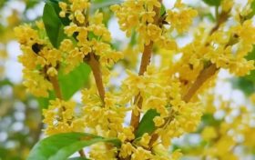 期待值拉滿！接下來(lái)幾個(gè)月，這些秋日美好即將上線 →縮略圖