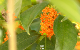 真香！“桂花味”的漢中正在回歸！縮略圖