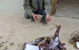 鎮(zhèn)巴破獲一起危害珍貴瀕危野生動物案縮略圖
