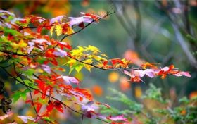 冷空氣正在路上 陜西明后天氣溫“高臺(tái)跳水”縮略圖