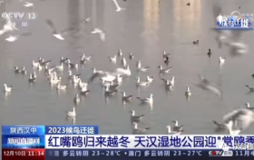 央視聚焦的“冬日精靈”，你“鷗”遇了嗎縮略圖