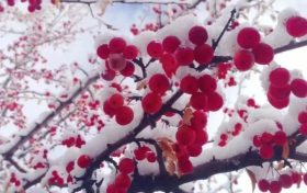 宛若仙境！漢臺景區(qū)絕美雪景上線縮略圖