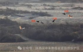 罕見(jiàn)！白鸛、黑鸛、白琵鷺、朱鹮在漢中“同框”縮略圖
