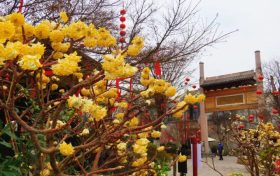 花開又一年，結(jié)香沁滿園縮略圖