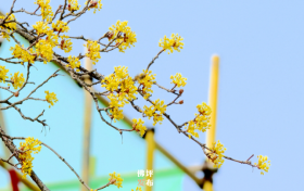 佛坪：花開山城春滿園縮略圖