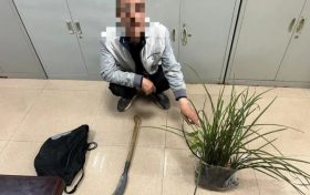 提醒，野生蘭草不能采！縮略圖