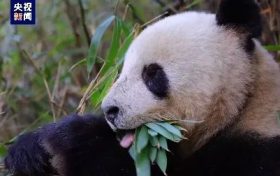 央視新聞：“滾滾”下山嘍！名場(chǎng)面除了“趕竹”，還有……縮略圖