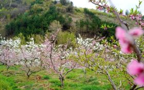 能賞花、能摘果，孕育致富新希望！縮略圖
