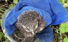 “萌”禽落難！民警成功救助國家二級保護動物縮略圖