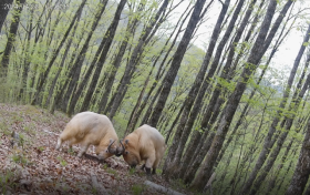 不只是大熊貓，多種珍稀野生動物頻頻亮相留壩縮略圖
