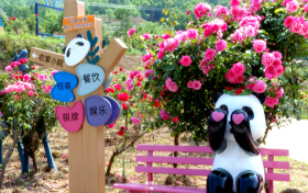 銀廠溝村：月季花、百合花盛放迎客縮略圖