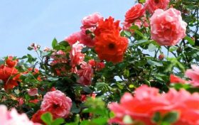 今天4時(shí)51分，我們迎來(lái)夏天的第四個(gè)節(jié)氣——夏至縮略圖