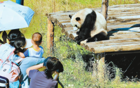 來佛坪，看大熊貓！縮略圖