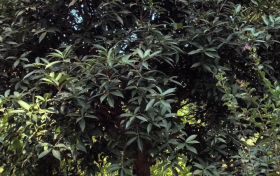 今年漢中的桂花咋還沒(méi)開(kāi)？答案來(lái)了→縮略圖