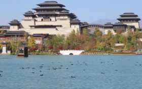 最會游泳的“雞”——白骨頂，又來興漢勝境過冬啦！縮略圖