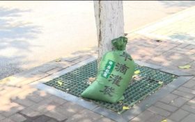 漢中街頭行道樹集體“穿馬甲”！啥門道？縮略圖