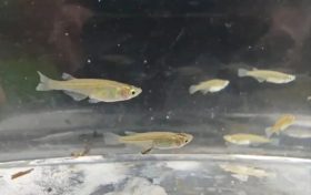 對(duì)水質(zhì)”挑食”！漢中首次發(fā)現(xiàn)該珍稀物種→縮略圖