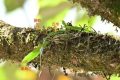 國家一級重點保護！陜西再次發(fā)現(xiàn)縮略圖