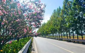 城固公路段：國(guó)道紫薇開 匠心繪“畫”來(lái)縮略圖