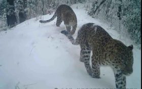 秦嶺和諧曲-記佛坪保護(hù)區(qū)動物同框畫面縮略圖