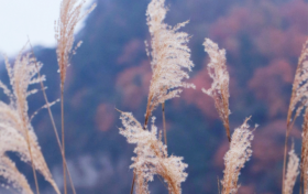 冬啟秋未遠！草川子的秋景仍在等你縮略圖