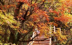 不等了！這個秋天，我就要去草川子~縮略圖