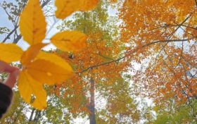 草川子秋日美景上線！抓緊時間沖→縮略圖