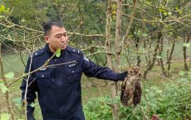 寧強(qiáng)警民攜手成功救助一只國(guó)家二級(jí)保護(hù)動(dòng)物雕鸮縮略圖