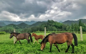 秦嶺“活化石”寧強(qiáng)馬榮登國(guó)家級(jí)保護(hù)名錄縮略圖