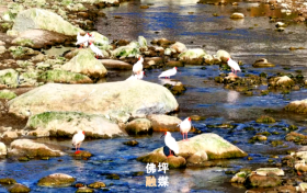 秦嶺深處“護(hù)鳥傳奇”，看佛坪如何繪就人鳥和諧新畫卷縮略圖