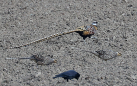 珍稀白冠長尾雉種群現(xiàn)身漢中縮略圖