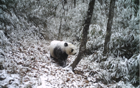 它們很會裝——大熊貓黑白裝縮略圖